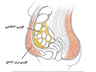 چربی احشایی